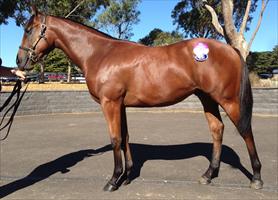 Melbourne Premier Sale Lot 71